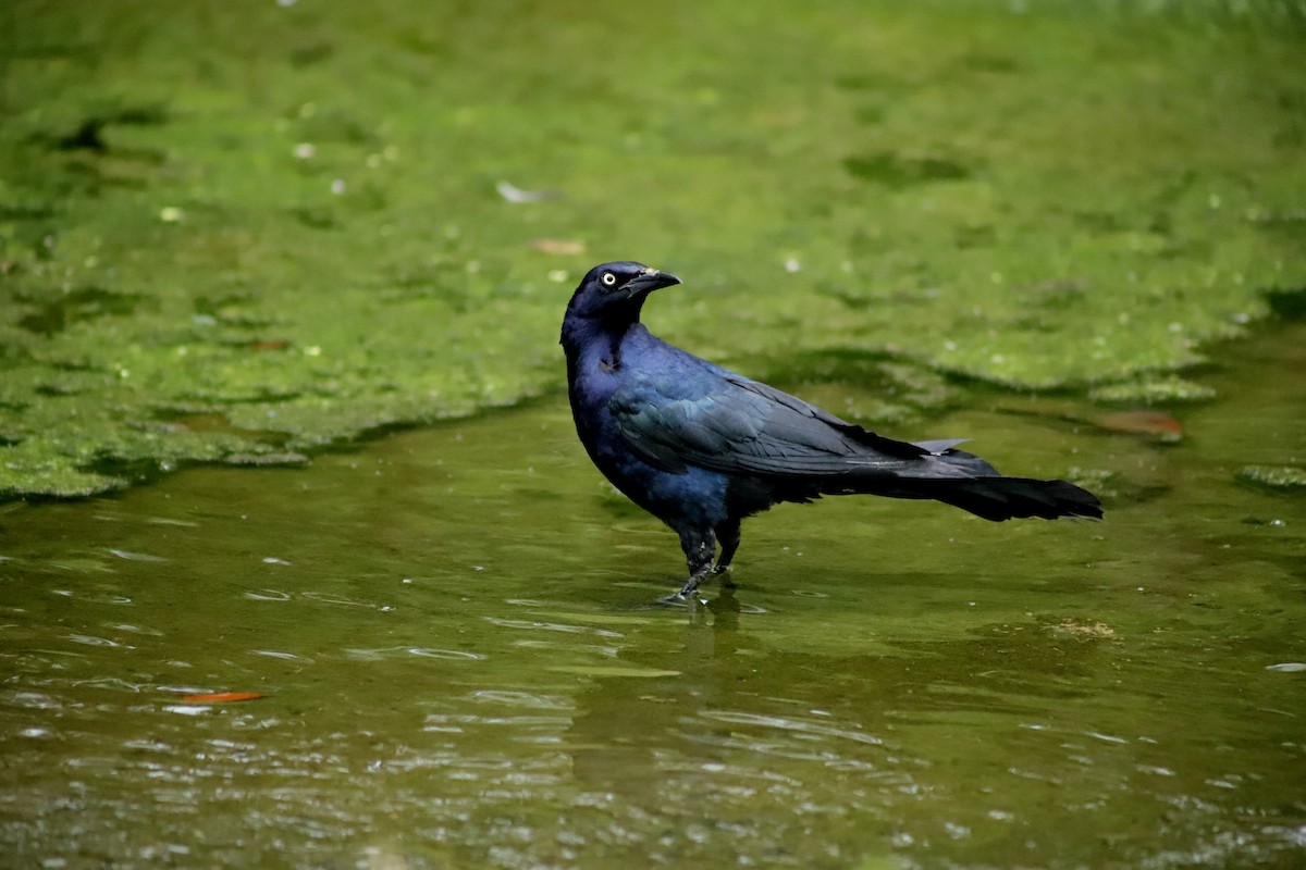 Great-tailed Grackle - ML600657591