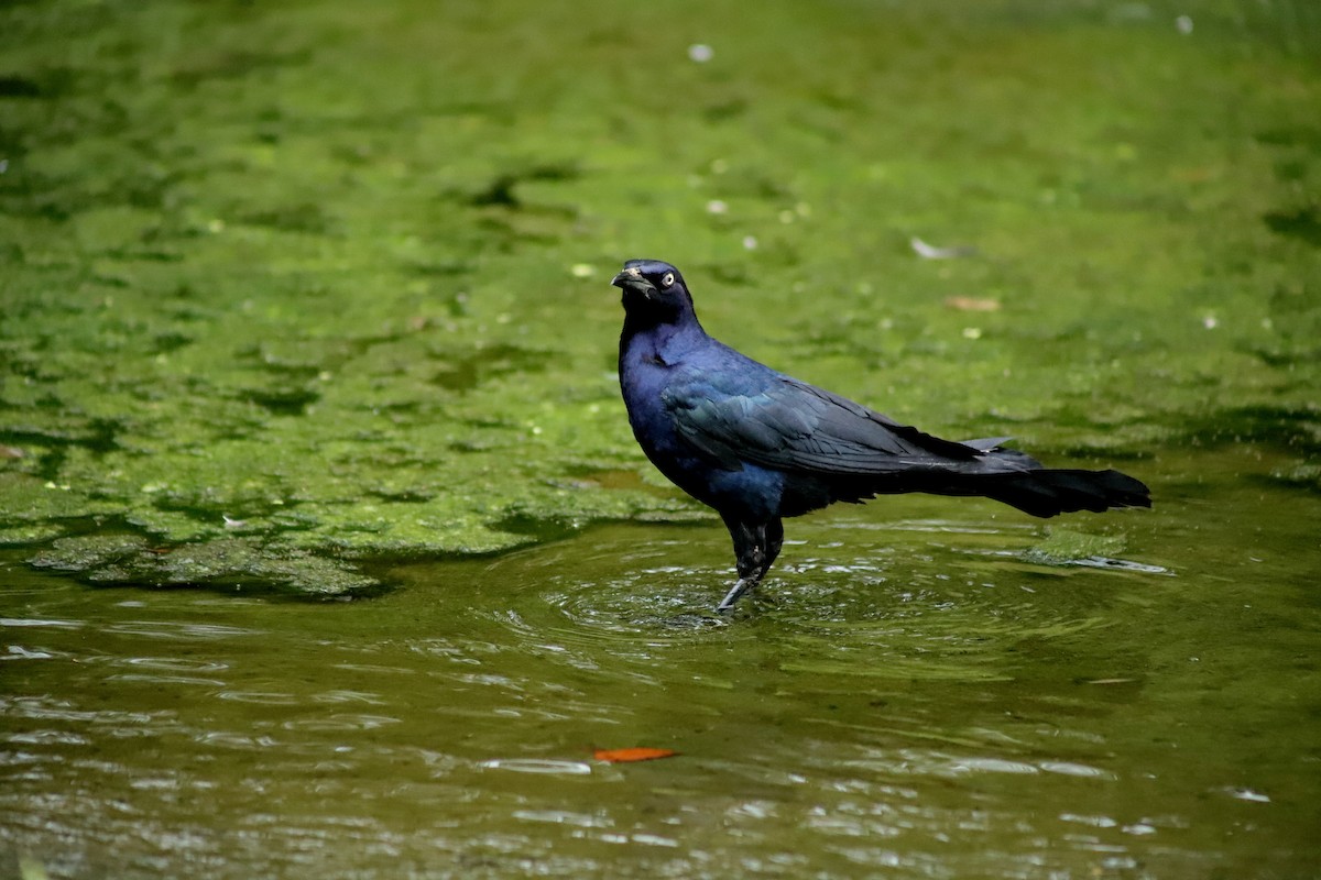 Great-tailed Grackle - ML600657601