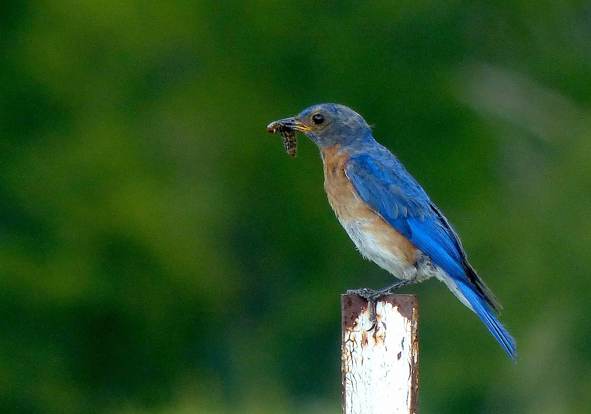 Eastern Bluebird - Garvin Filbert