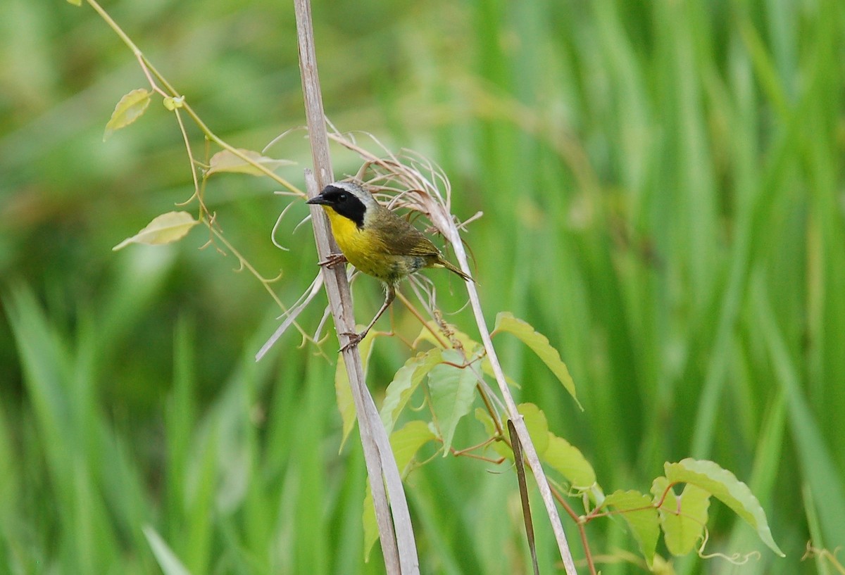 Common Yellowthroat - ML60065831