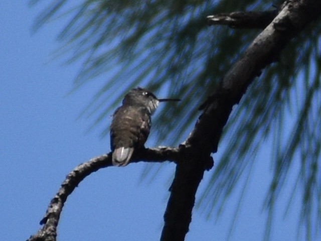 Azure-crowned Hummingbird - ML600659081