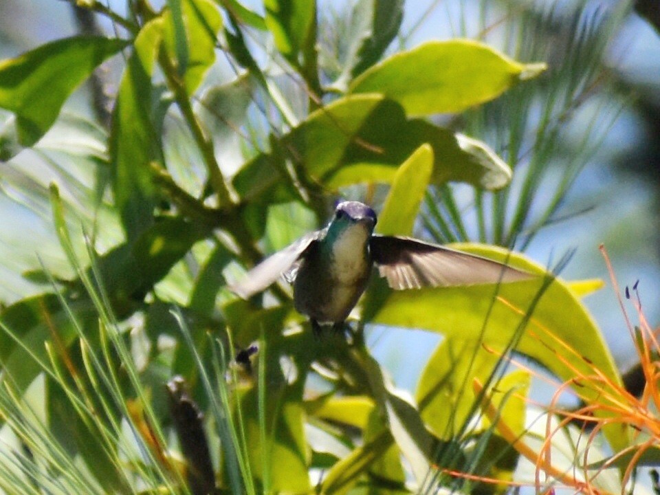 kolibřík azurovotemenný - ML600659091