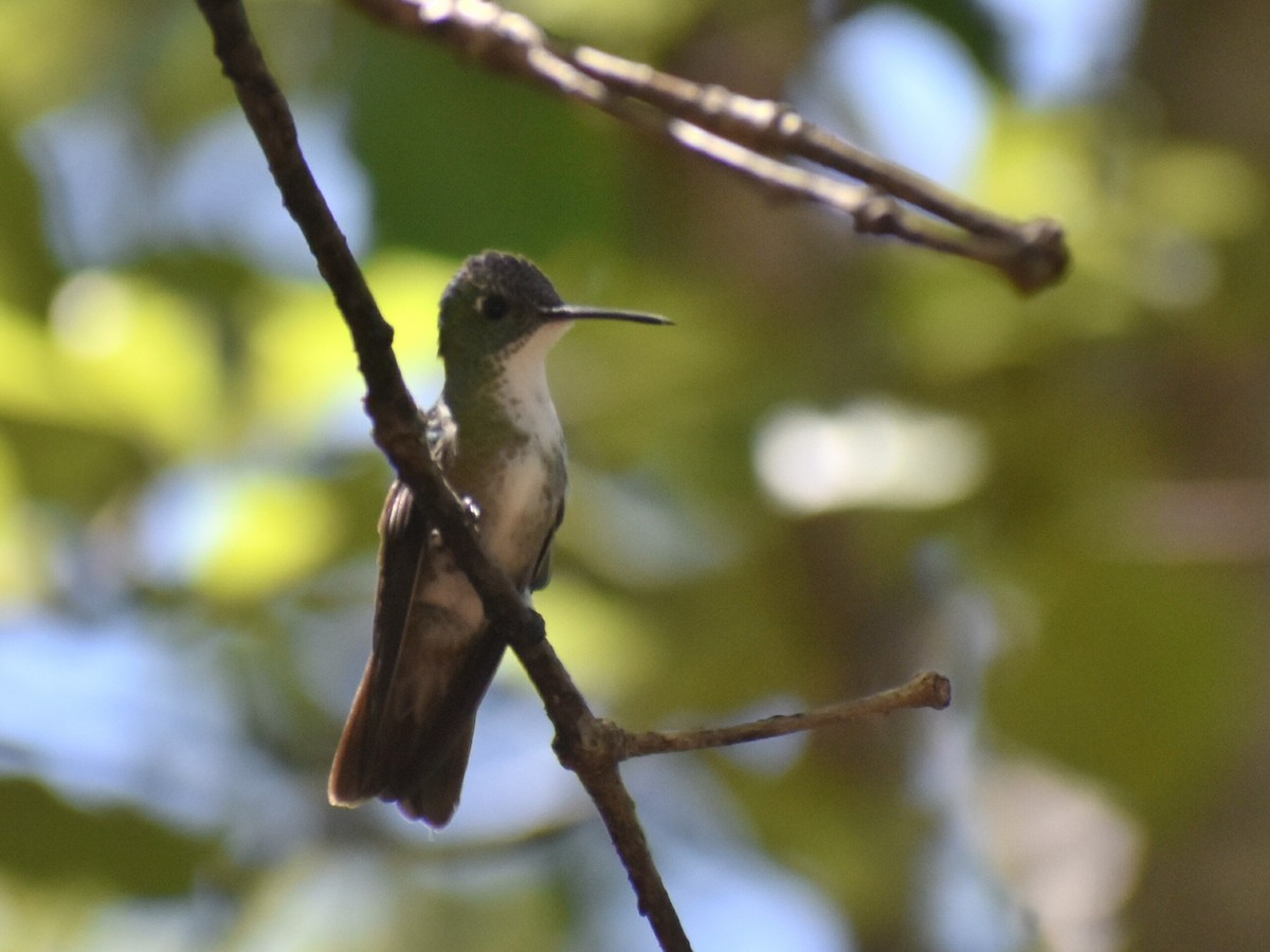 kolibřík azurovotemenný - ML600659101