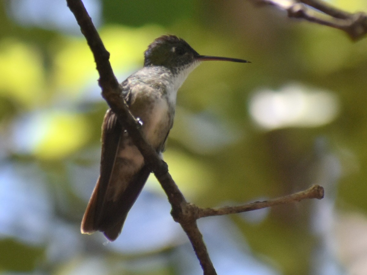 Azure-crowned Hummingbird - ML600659111