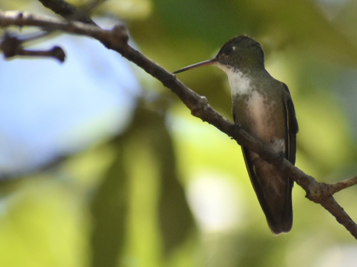 Azure-crowned Hummingbird - ML600659121