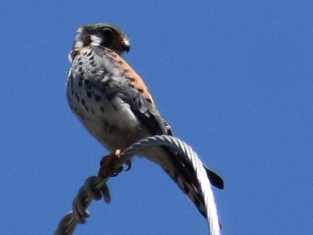 American Kestrel - ML600659241