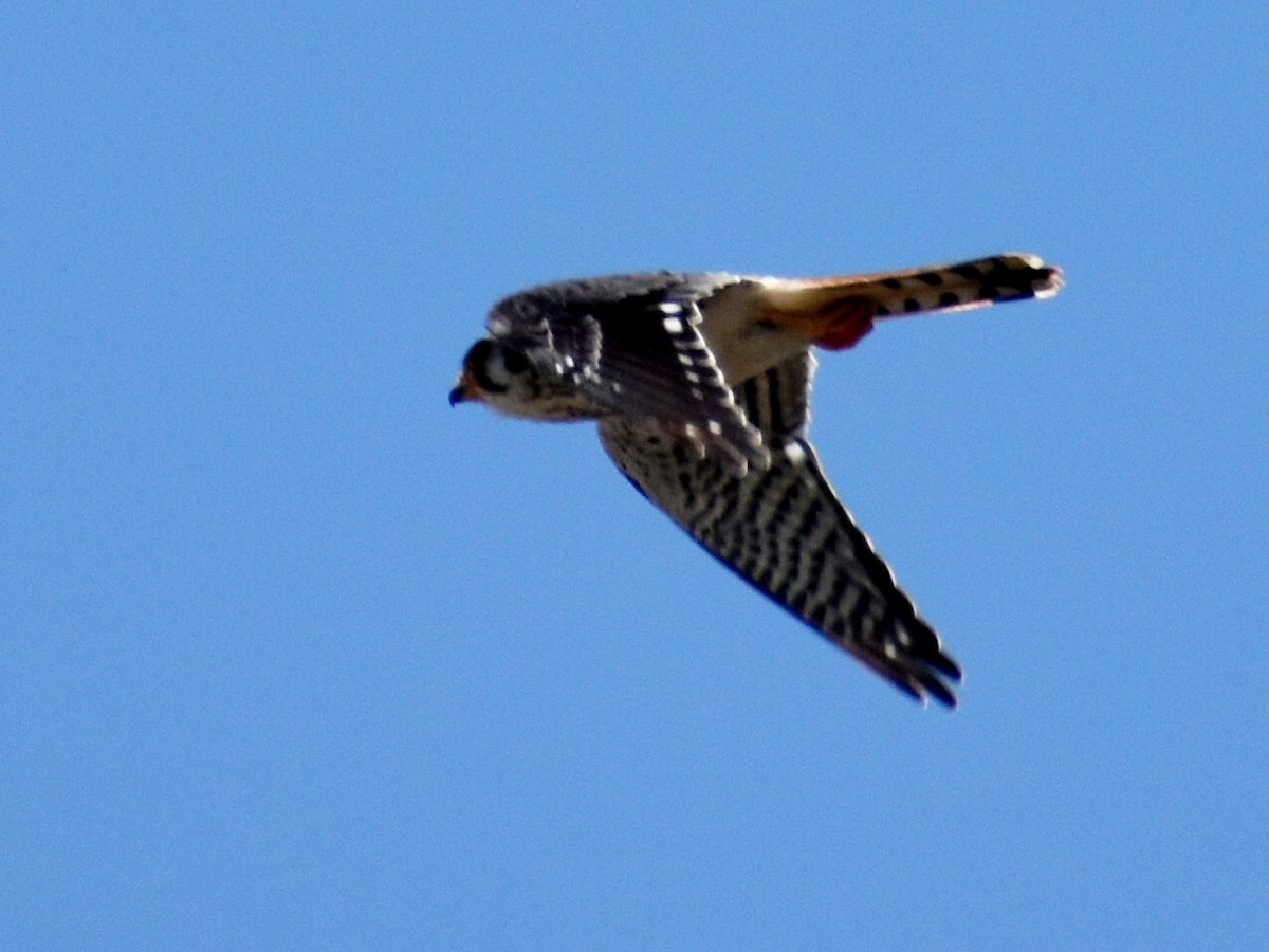 American Kestrel - ML600659251