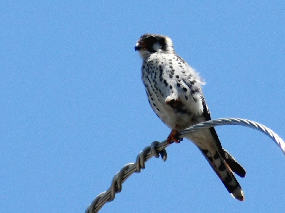 American Kestrel - ML600659261