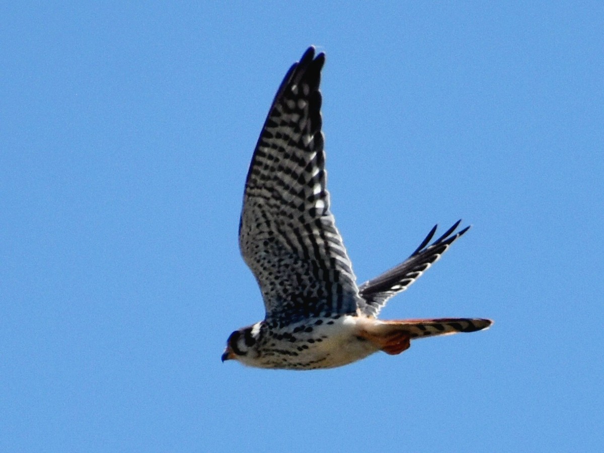 American Kestrel - ML600659271