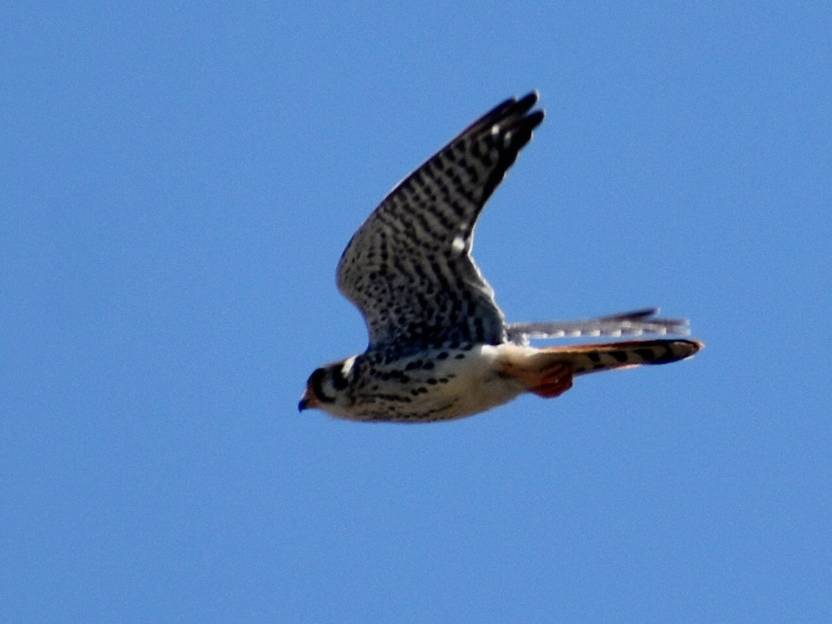 American Kestrel - ML600659281