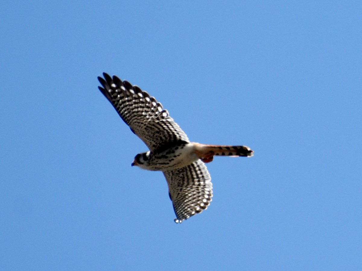 American Kestrel - ML600659291