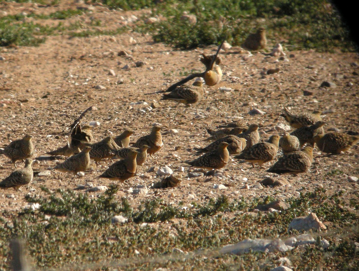 Namaqua Sandgrouse - ML600660711