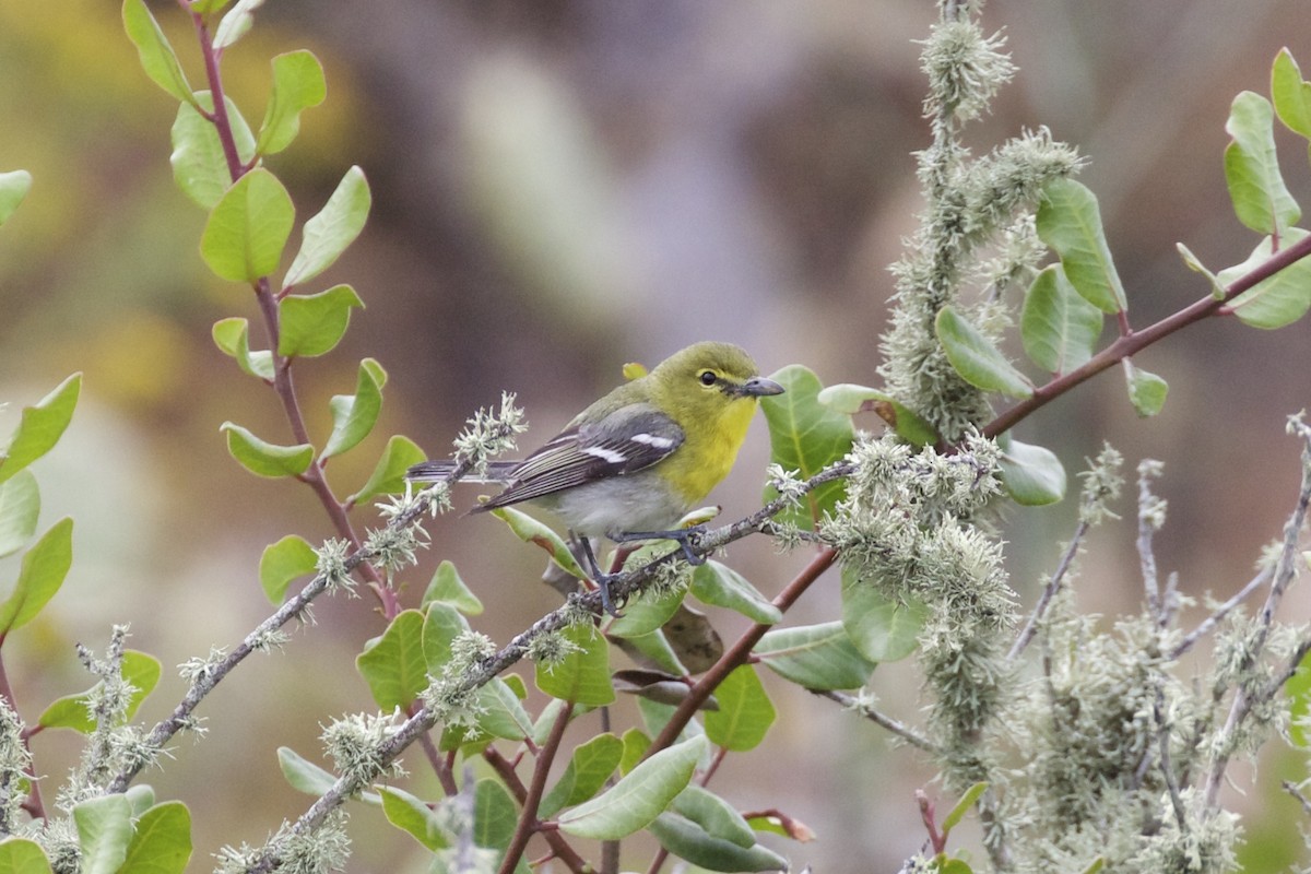 Yellow-throated Vireo - Nicole Desnoyers