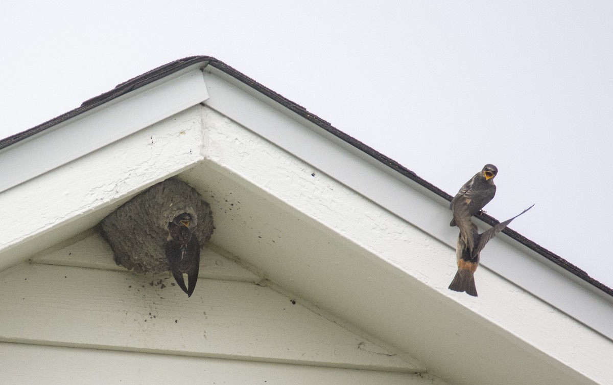 Cliff Swallow - Geneviève Raboin