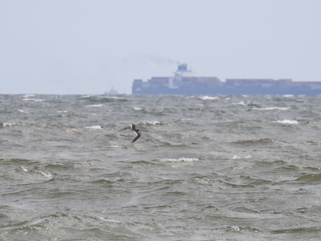 Black Skimmer - ML600661951