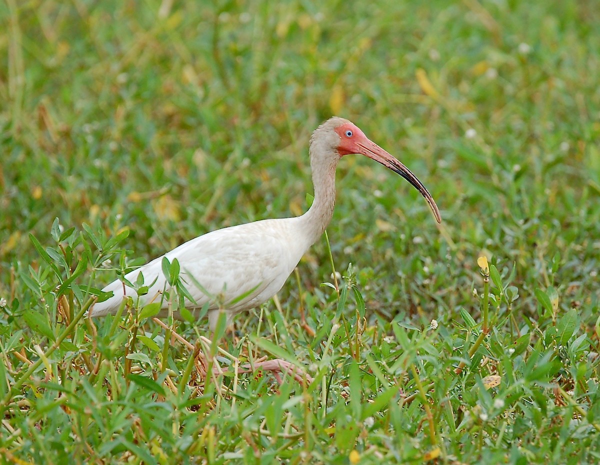 ibis bílý - ML60066231