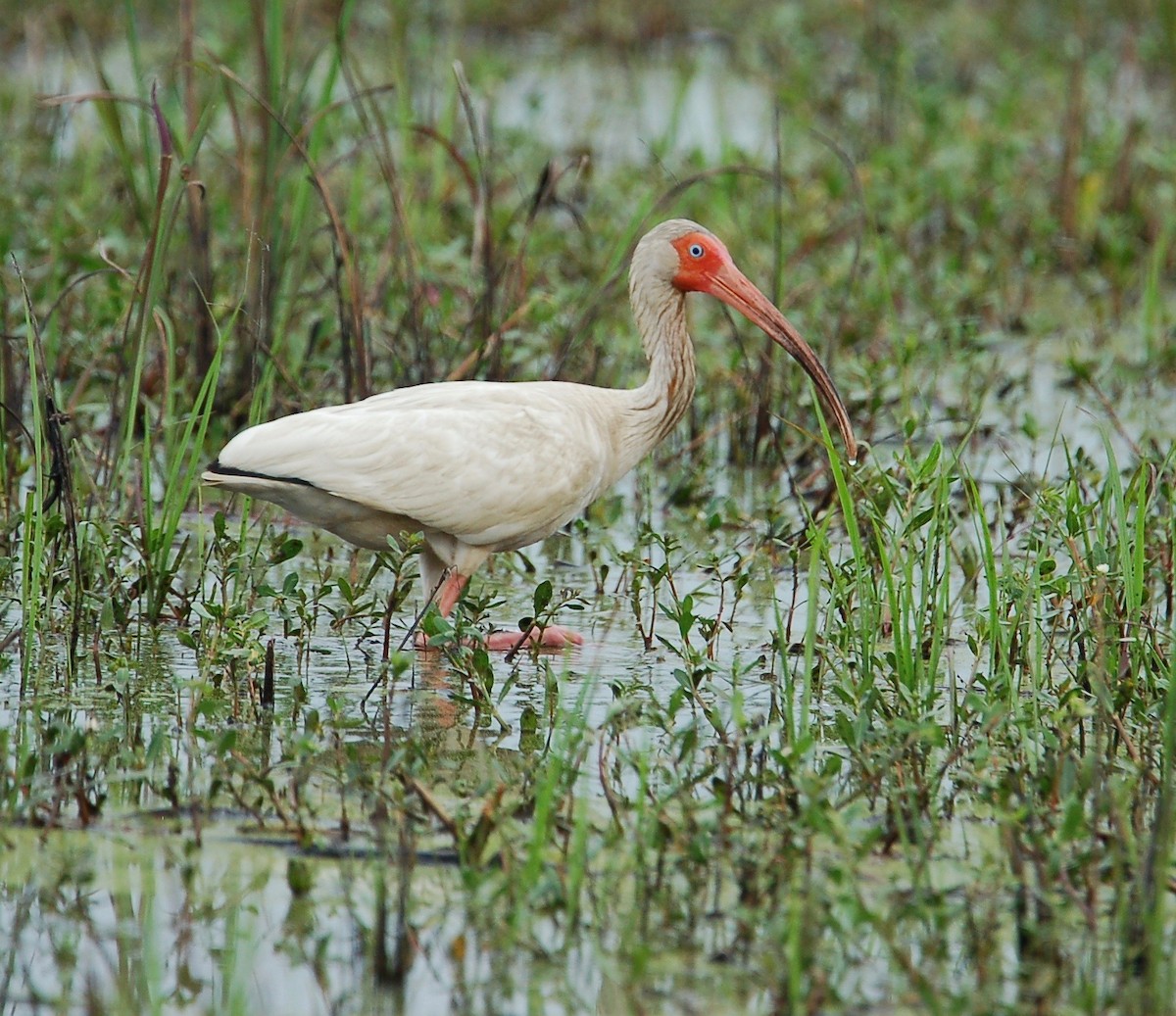 ibis bílý - ML60066241