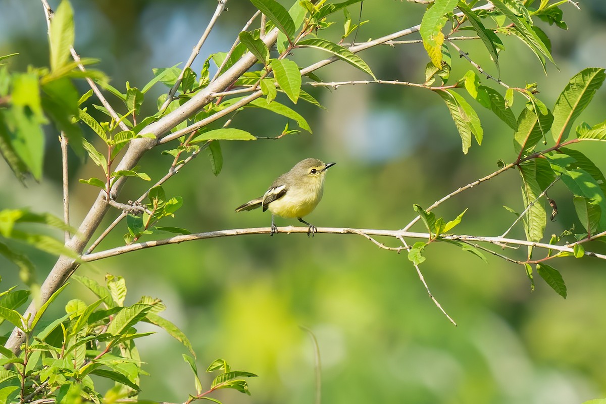 Lesser Wagtail-Tyrant - Paul Beerman