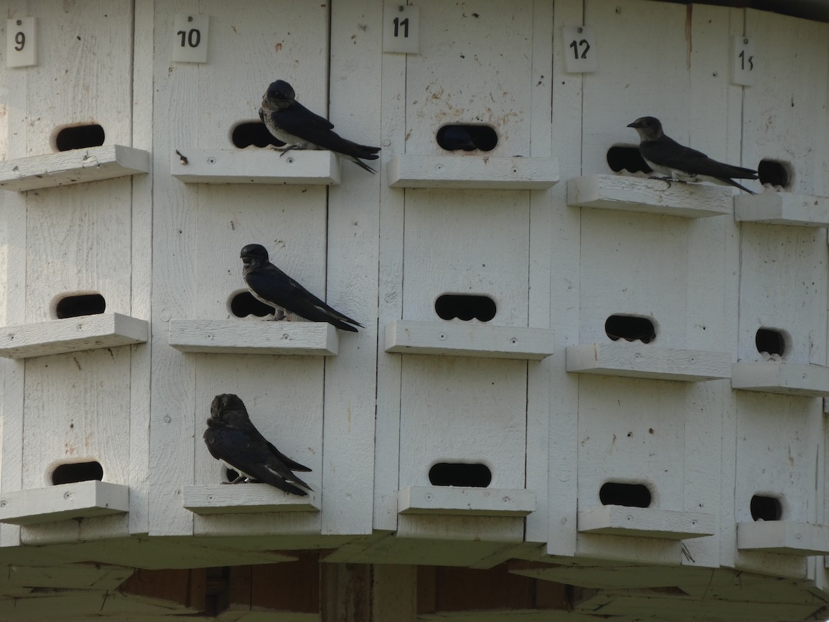 Purple Martin - ML600662881