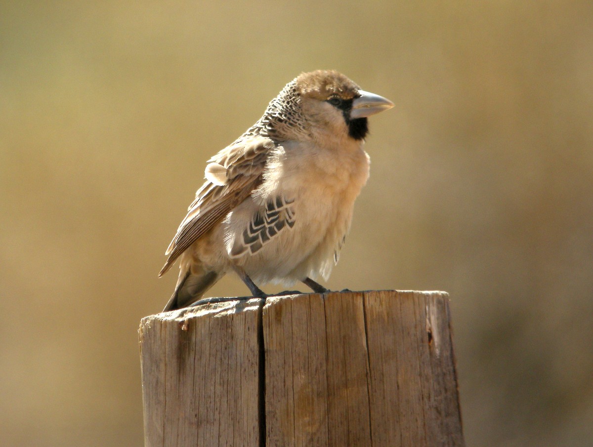 Sociable Weaver - Charlotte Byers