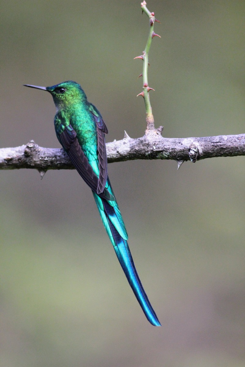Long-tailed Sylph - ML600663921