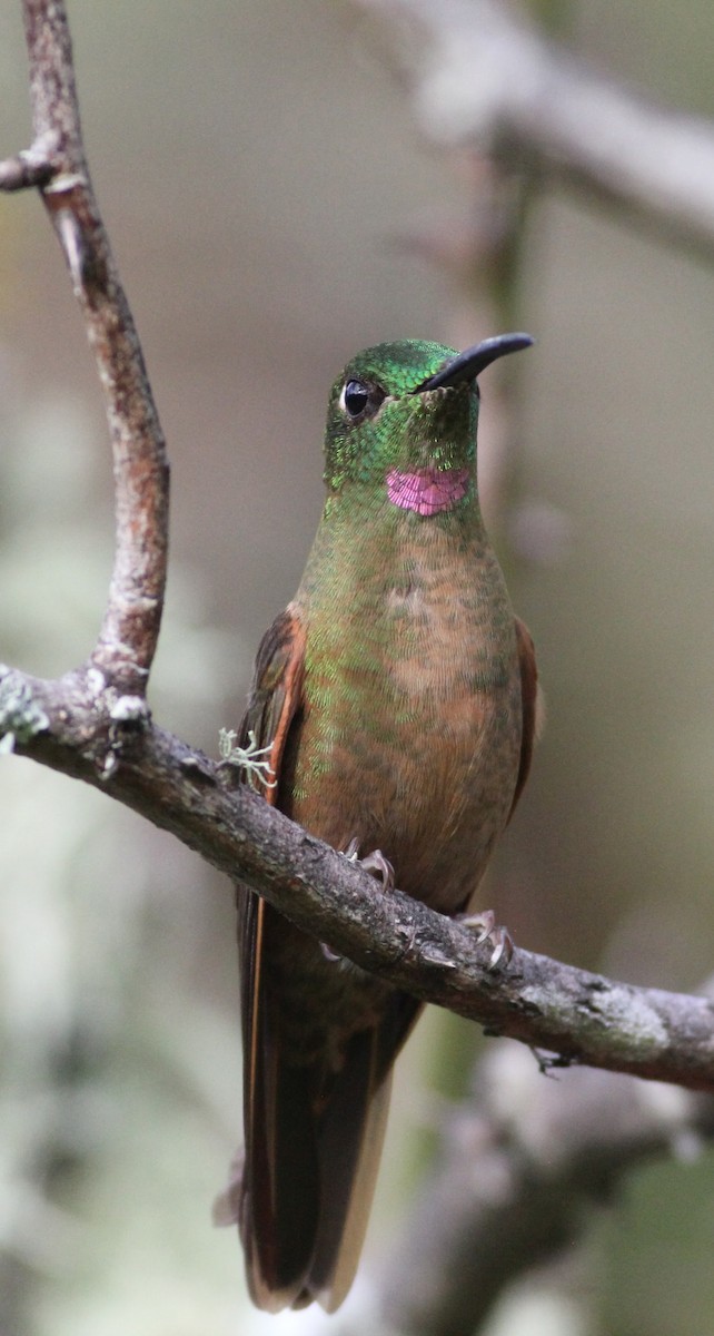 Fawn-breasted Brilliant - ML600664241