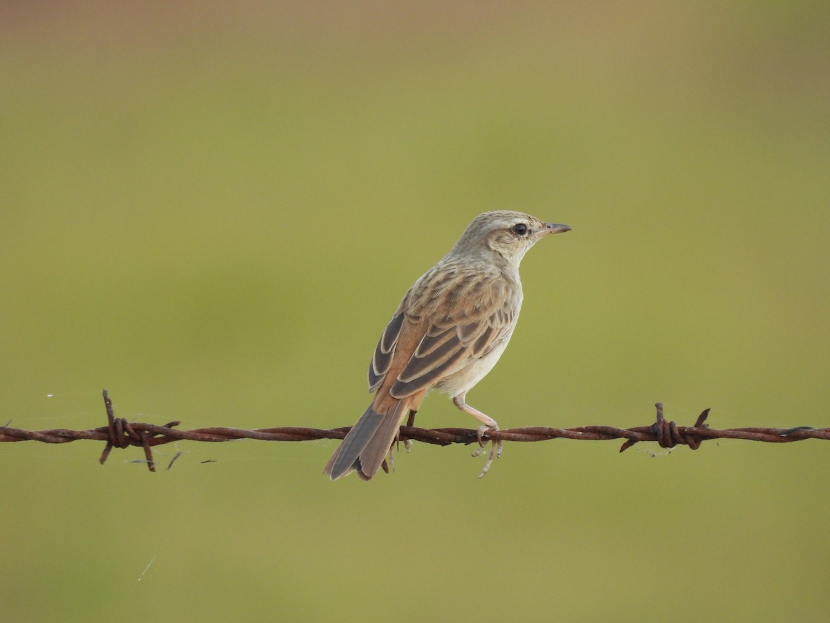 Rufous Songlark - ML600664971