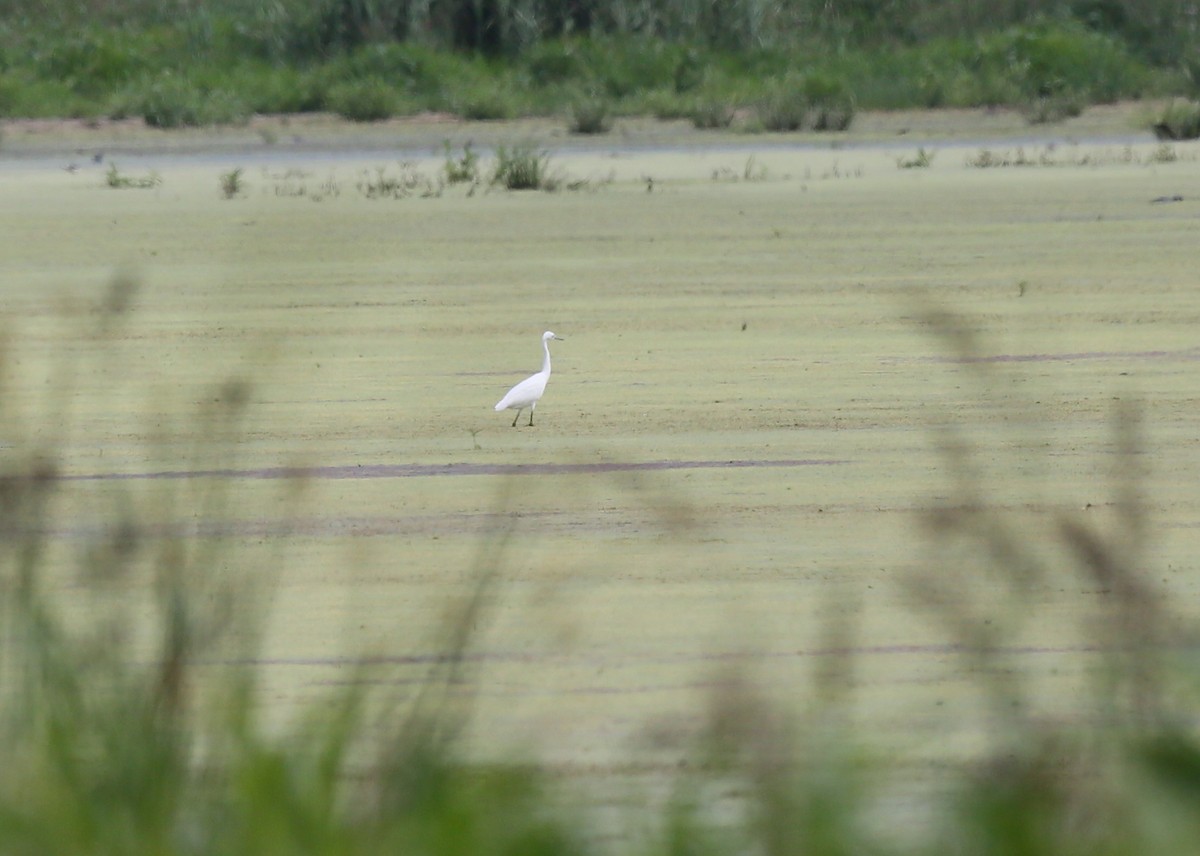 Little Blue Heron - ML600665131