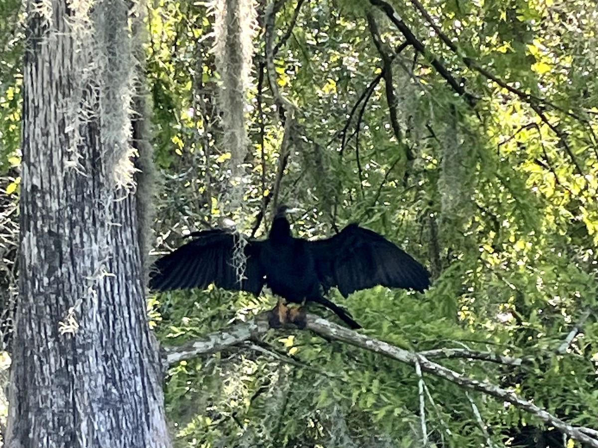 Amerika-Schlangenhalsvogel - ML600665241