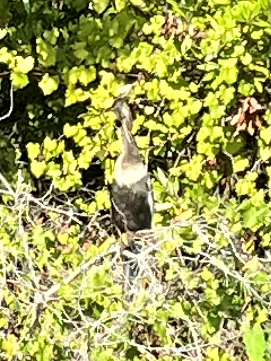 Anhinga d'Amérique - ML600665351