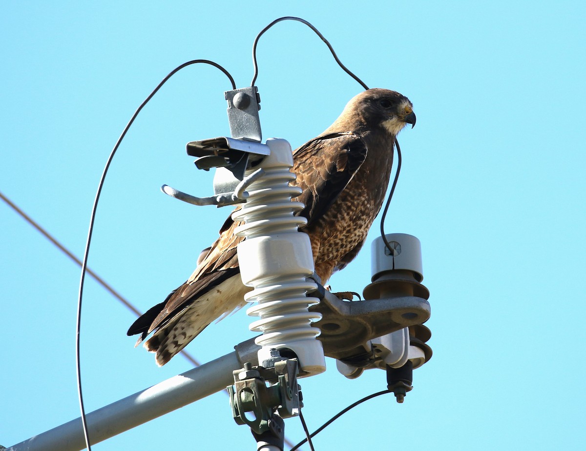 káně bělohrdlá - ML600665361