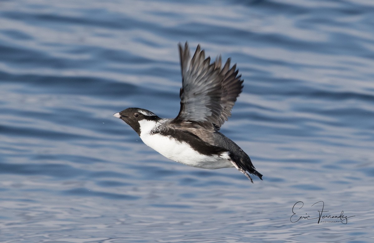 Ancient Murrelet - Enric Fernandez