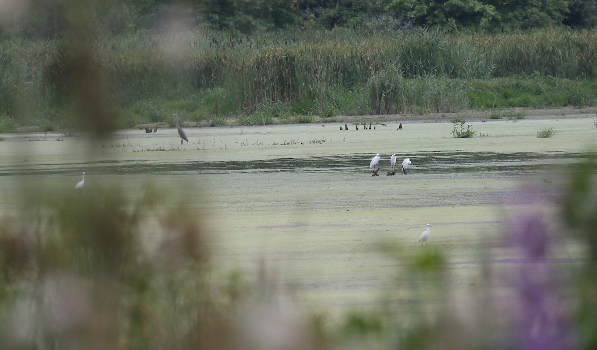 Little Blue Heron - ML600665441