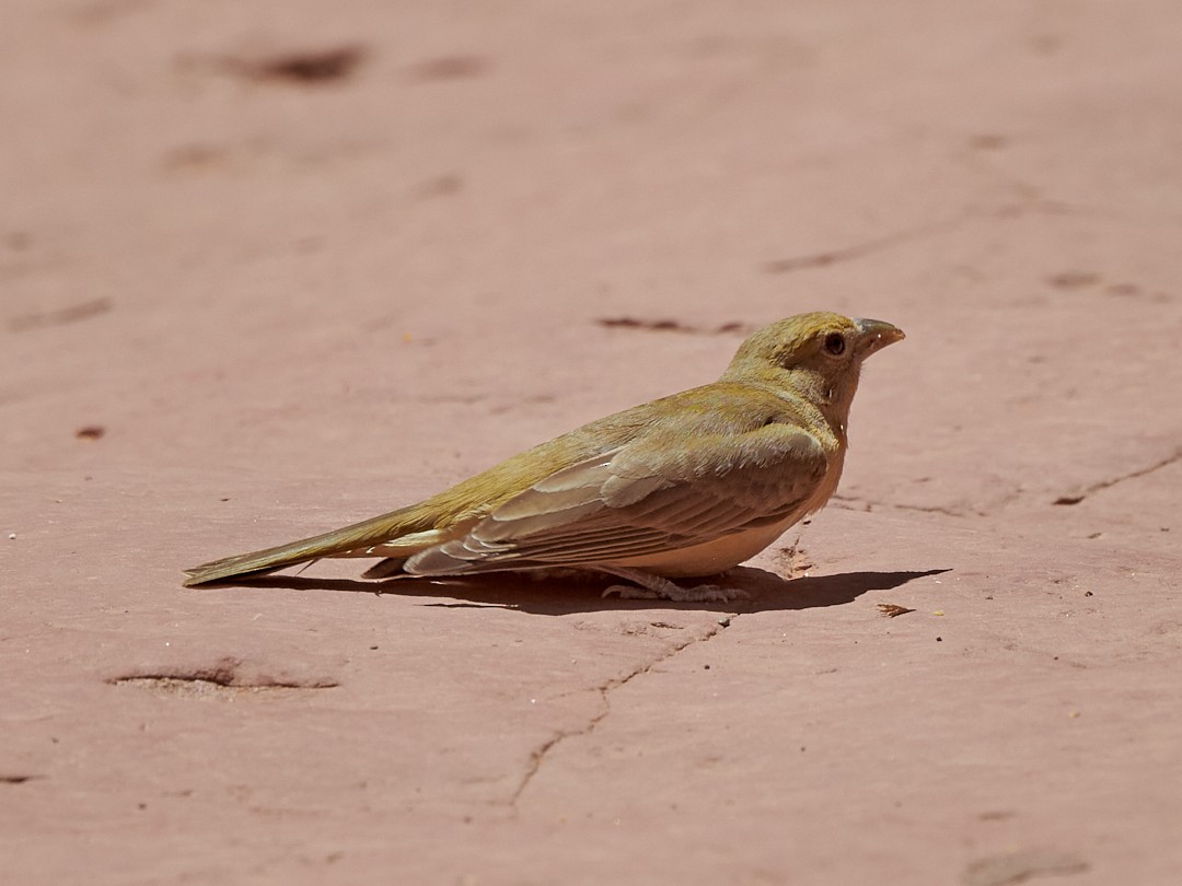 Summer Tanager - ML600665551