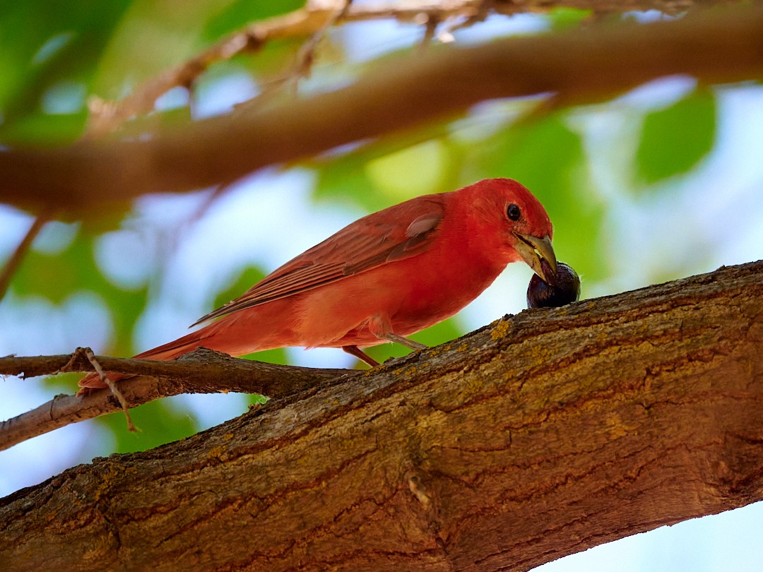 Summer Tanager - ML600665561