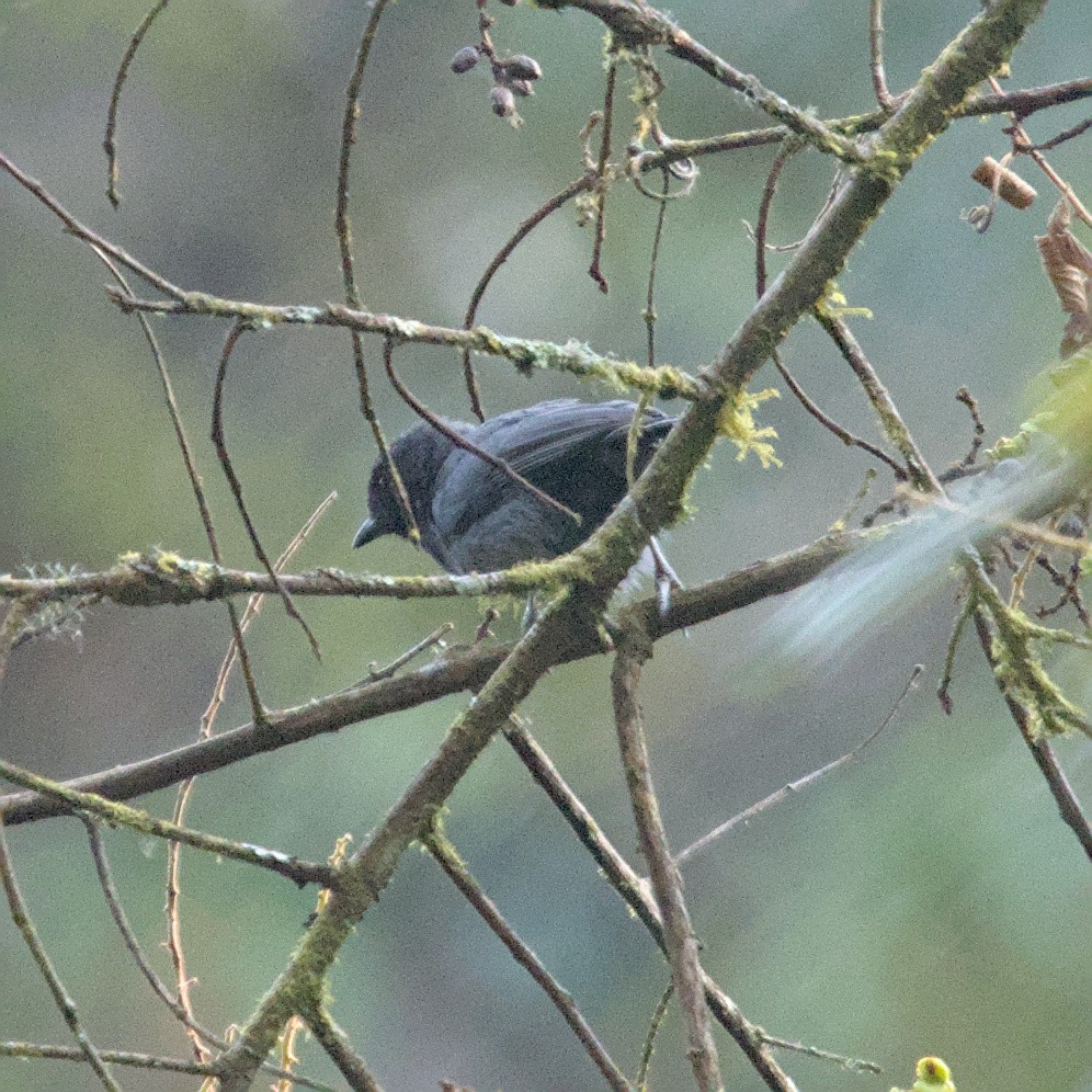 Mésange enfumée - ML600665971