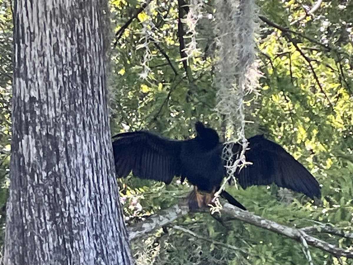 Amerika-Schlangenhalsvogel - ML600666221