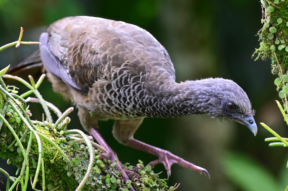 Chachalaca Colombiana - ML600666241