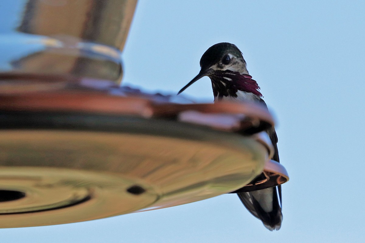 Calliope Hummingbird - ML600666371