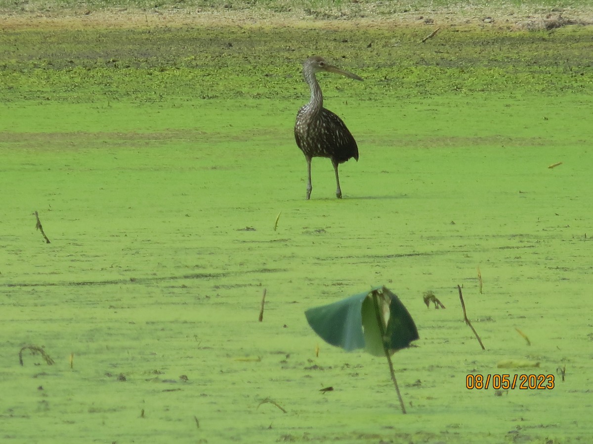 Limpkin (Speckled) - ML600666691