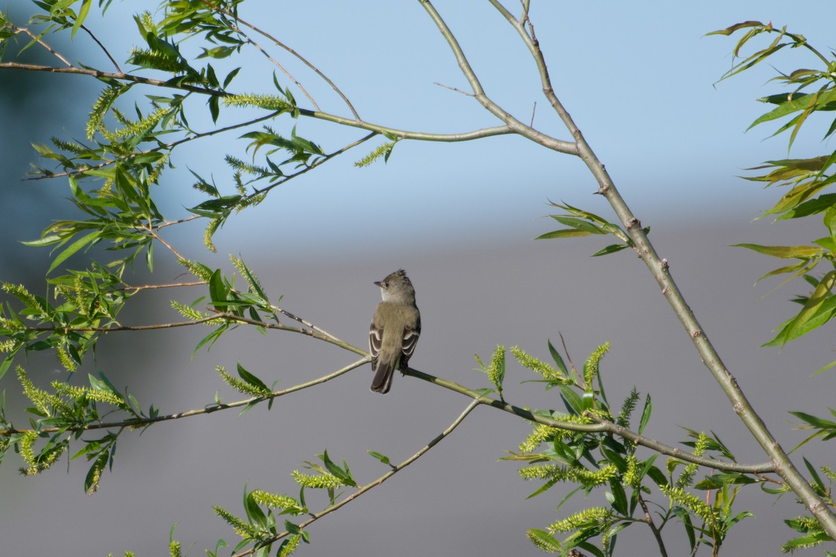 Willow Flycatcher - Joseph Phipps