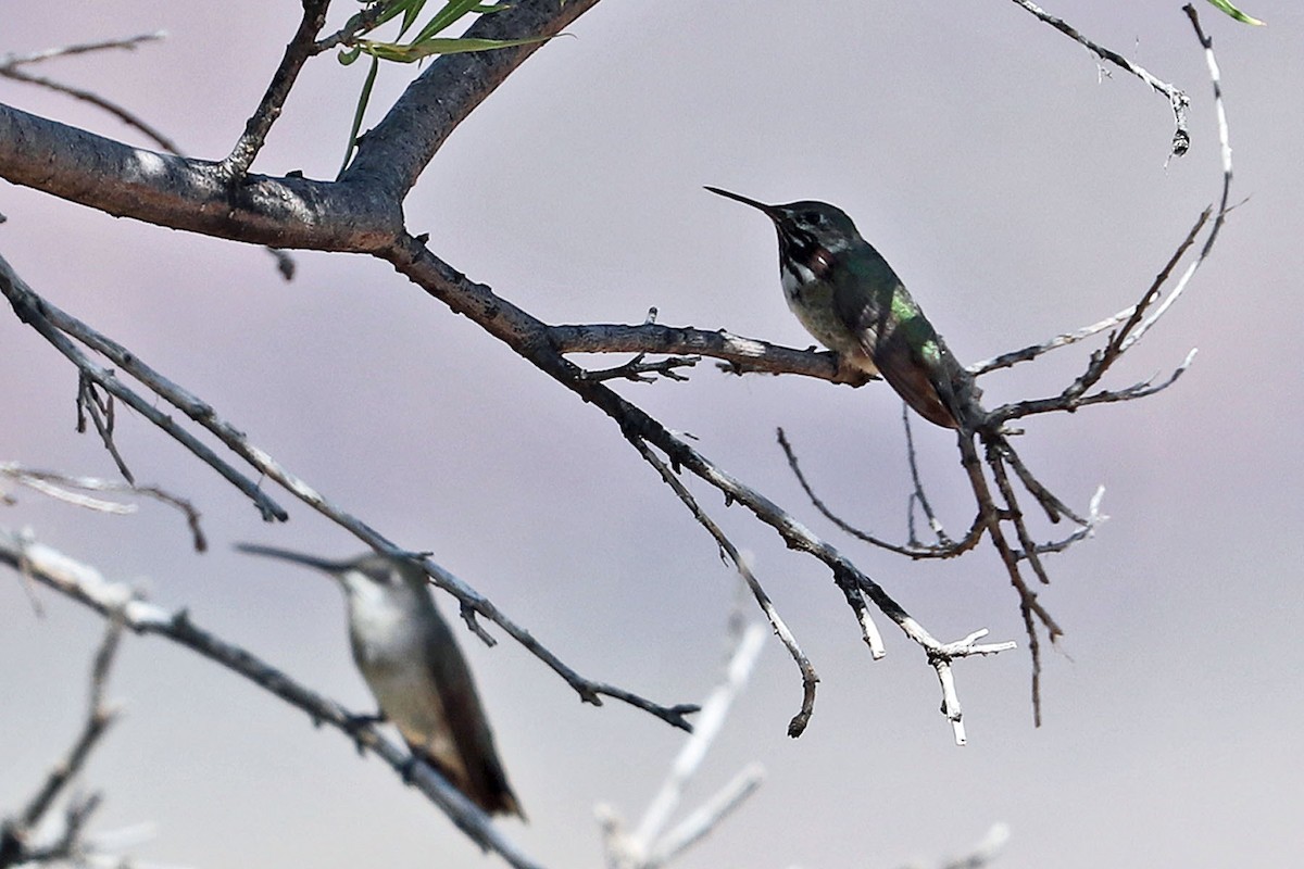 Calliope Hummingbird - ML600667171