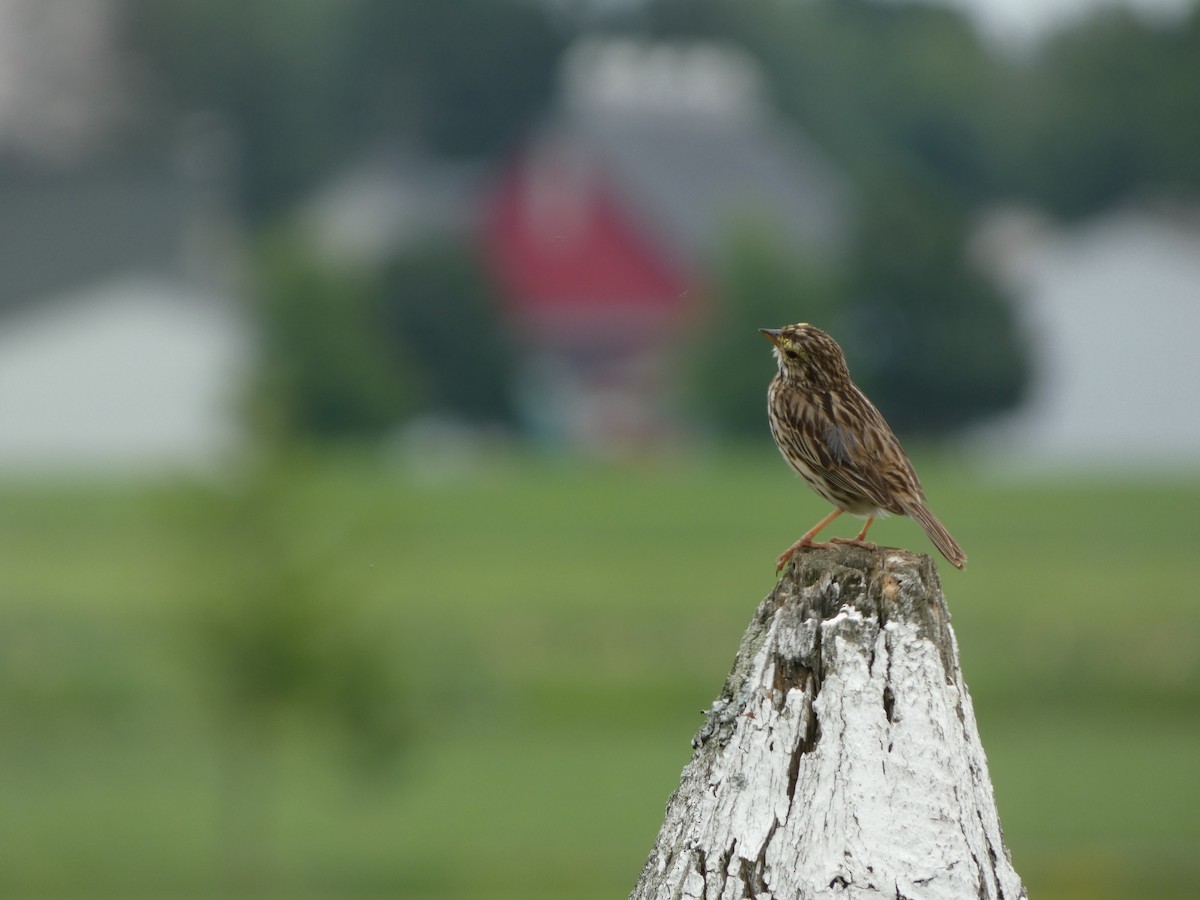 Savannah Sparrow - ML600667491