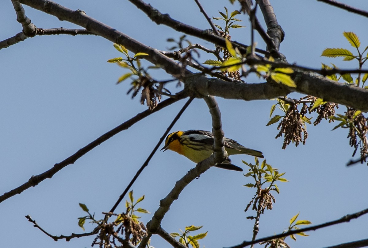 Blackburnian Warbler - ML60066781