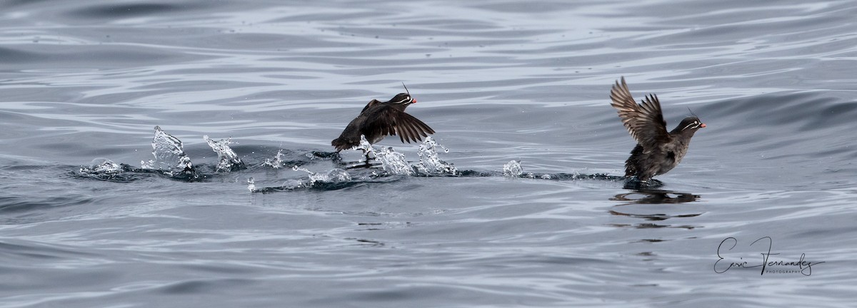 Whiskered Auklet - ML60066801