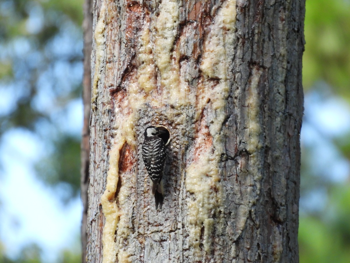 Red-cockaded Woodpecker - ML600668181