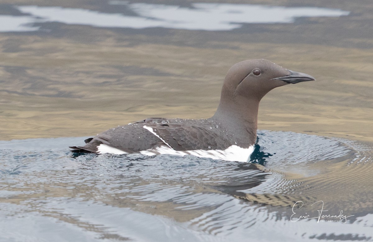 Guillemot marmette - ML60066891