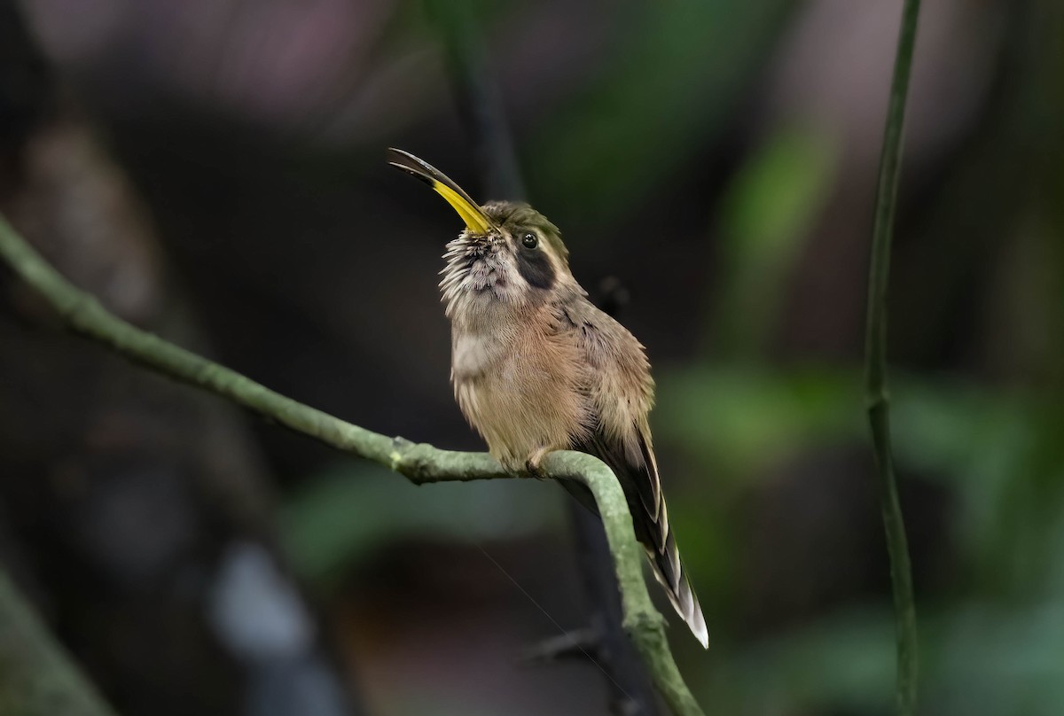 Пестрогорлый колибри-отшельник - ML600669171