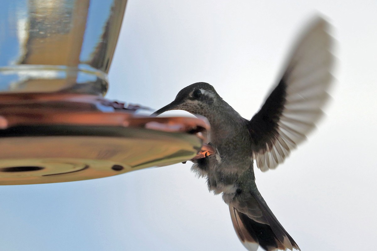 Rivoli's Hummingbird - ML600669621