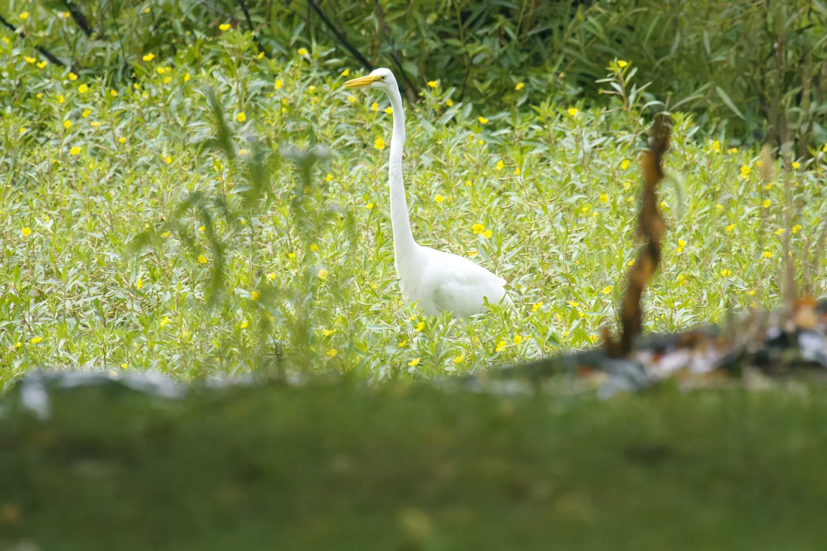 Great Egret - Lois Huddlestun